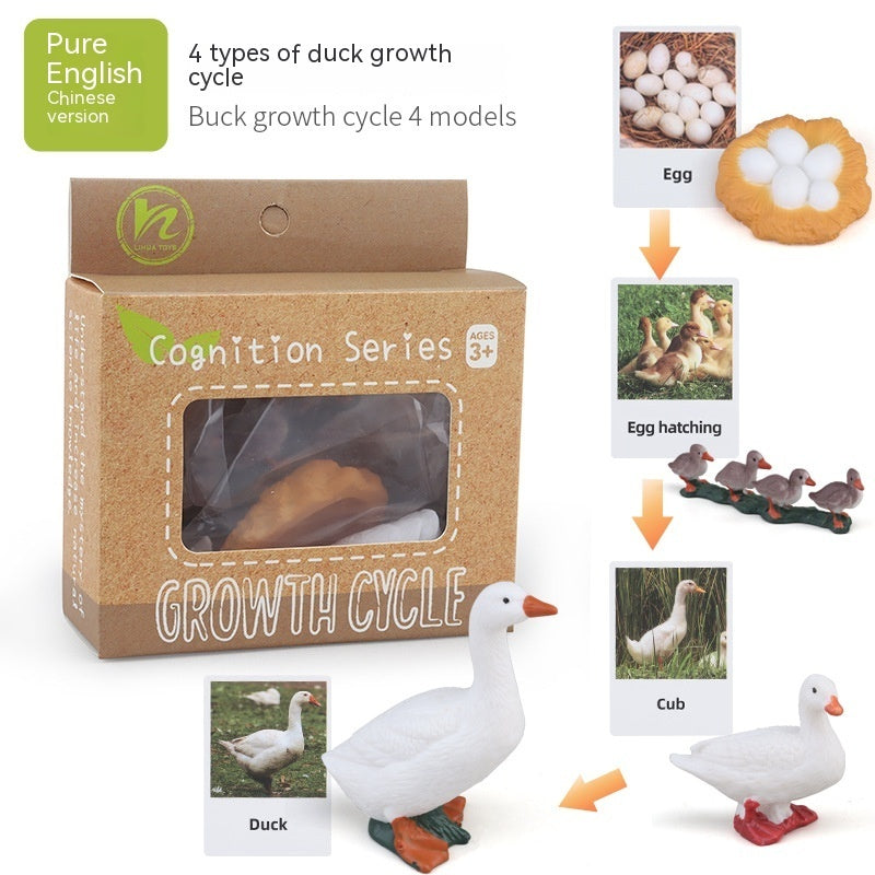 Educational Life Cycle Kits