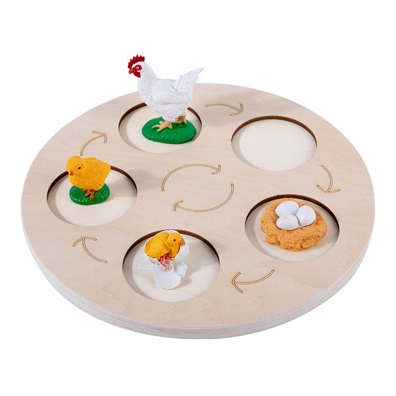 Life Cycle Educational Resource