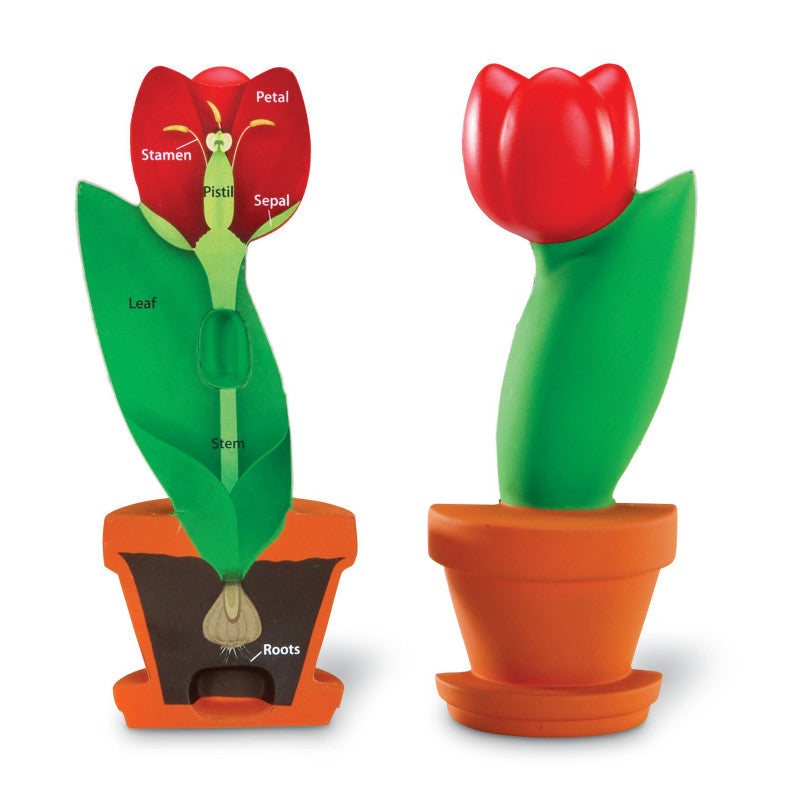 CROSS SECTION FLOWER MODEL SCIENCE KIT