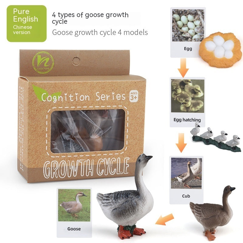 Educational Life Cycle Kits