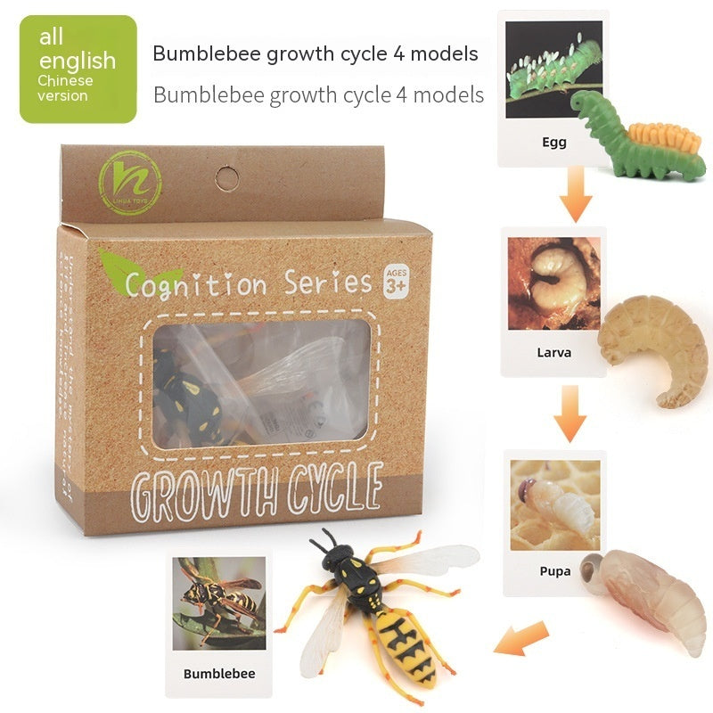 Educational Life Cycle Kits