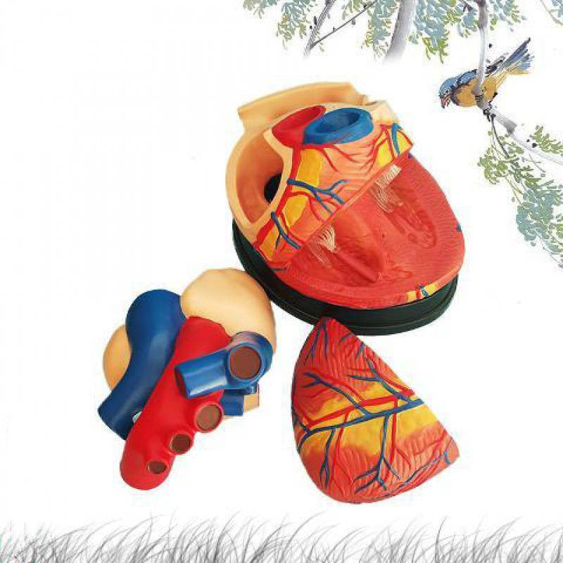 Human Heart Model Anatomical Detachable Science Model