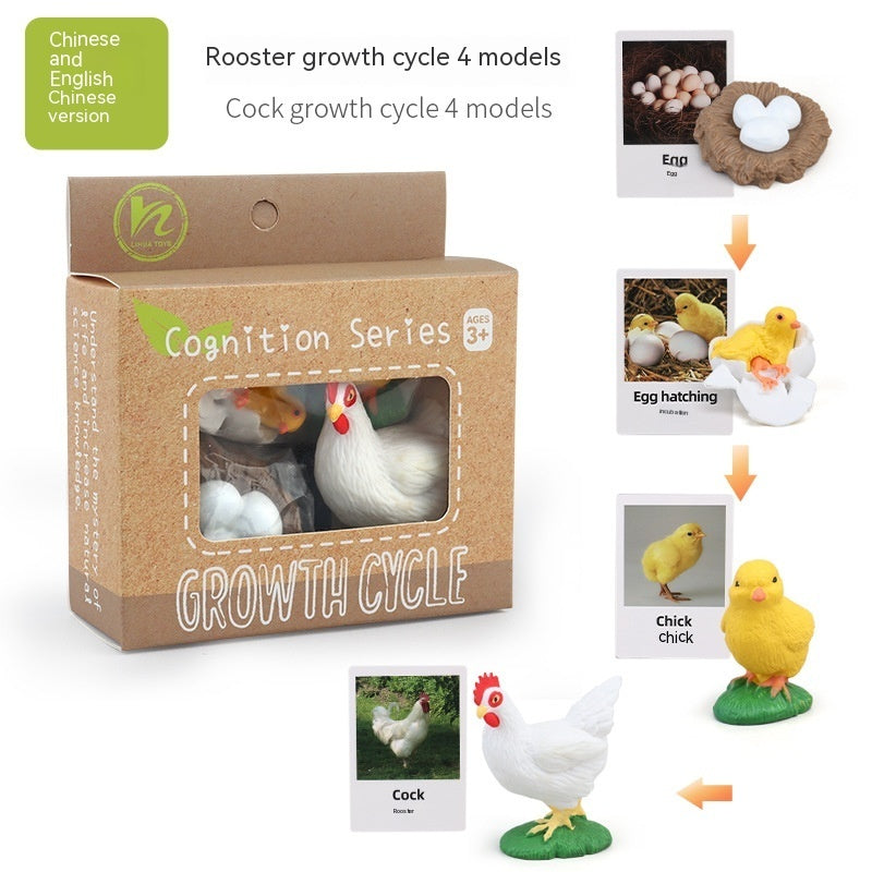 Educational Life Cycle Kits