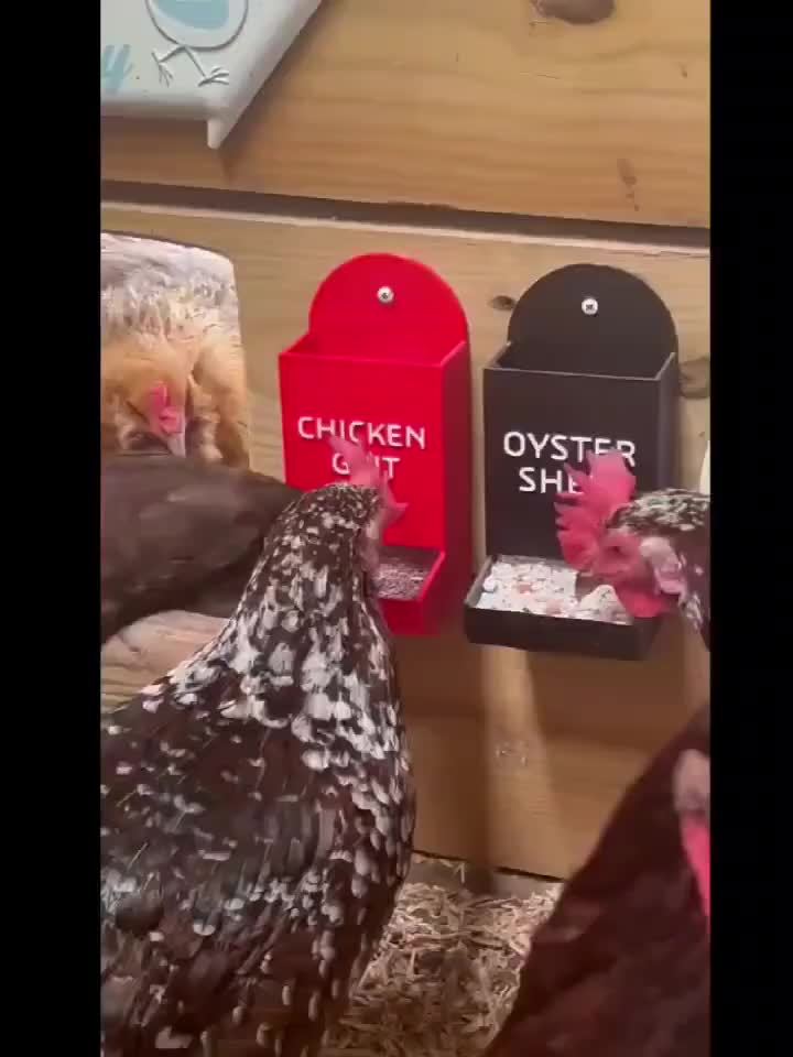 1pc Hanging Oyster Shell & Grit Feeder for Chickens