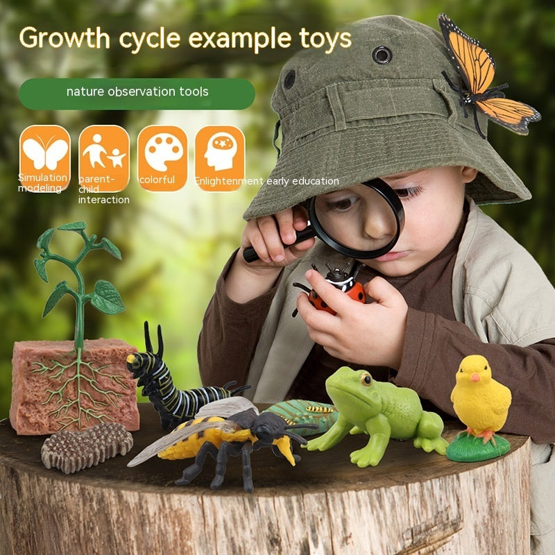 Educational Life Cycle Kits