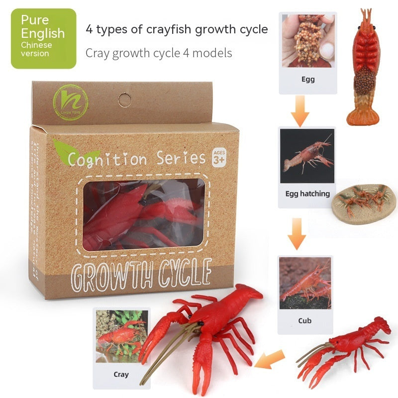 Educational Life Cycle Kits