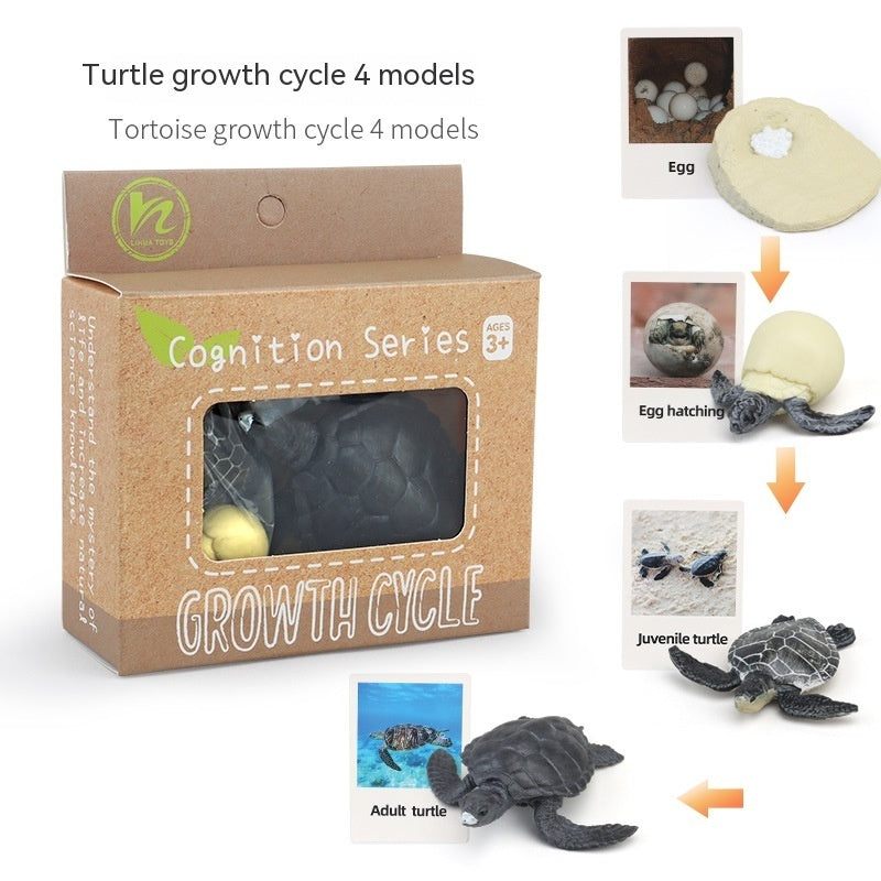 Educational Life Cycle Kits