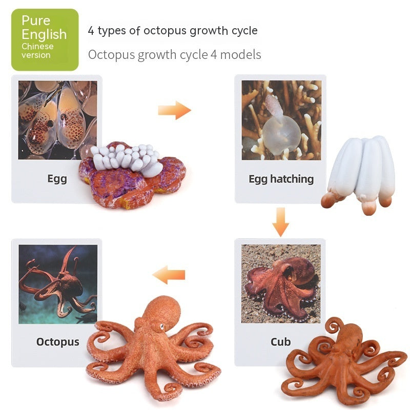 Educational Life Cycle Kits