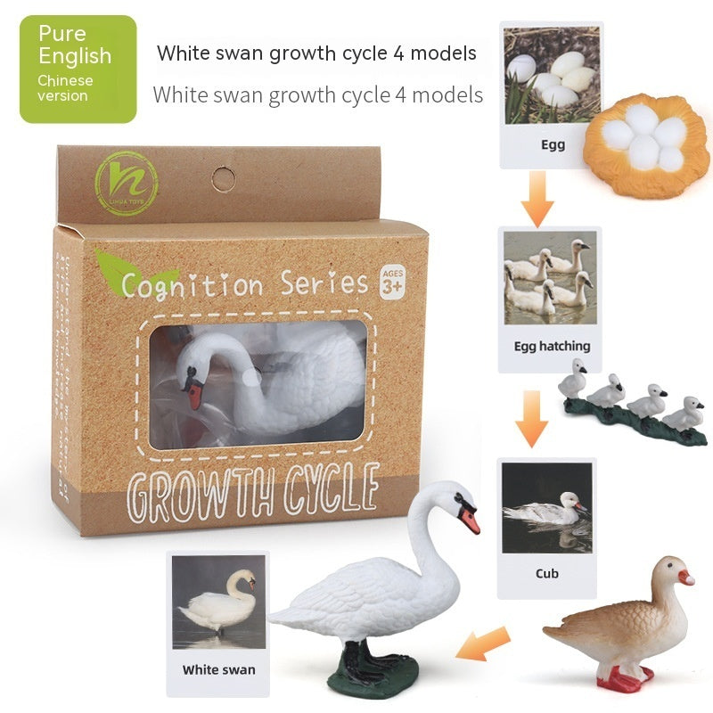Educational Life Cycle Kits