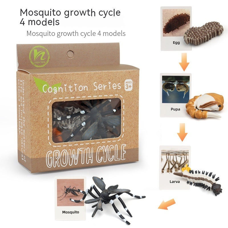 Educational Life Cycle Kits