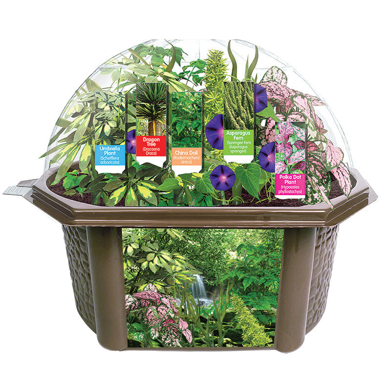 RAINFOREST BIOSPHERE SCIENCE KIT