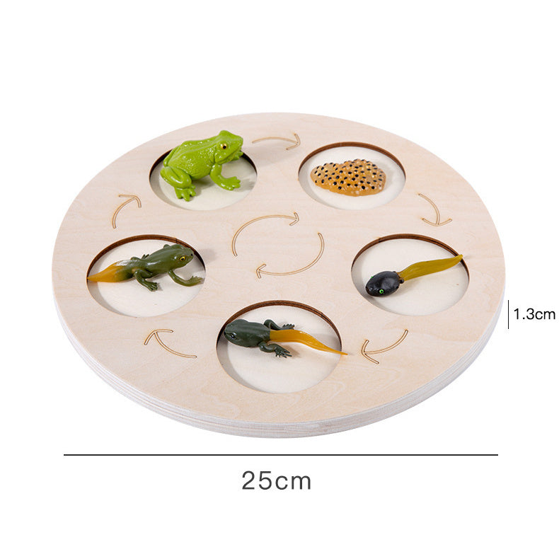 Life Cycle Educational Resource