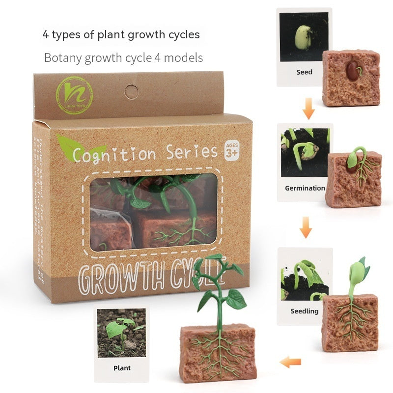 Educational Life Cycle Kits