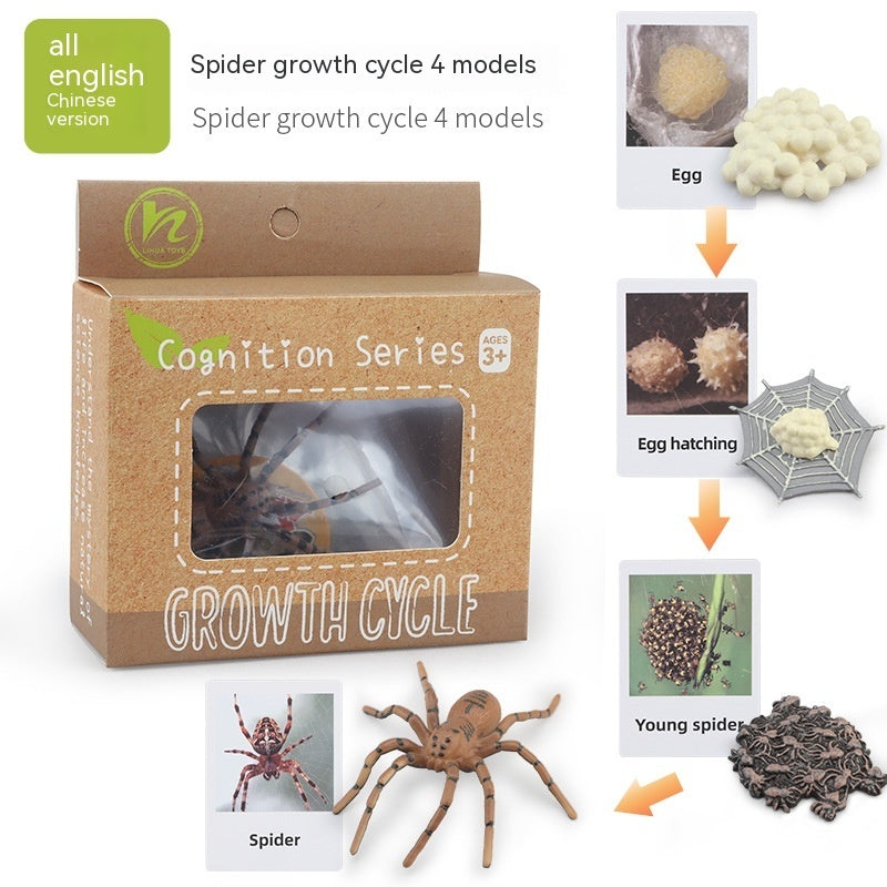 Educational Life Cycle Kits