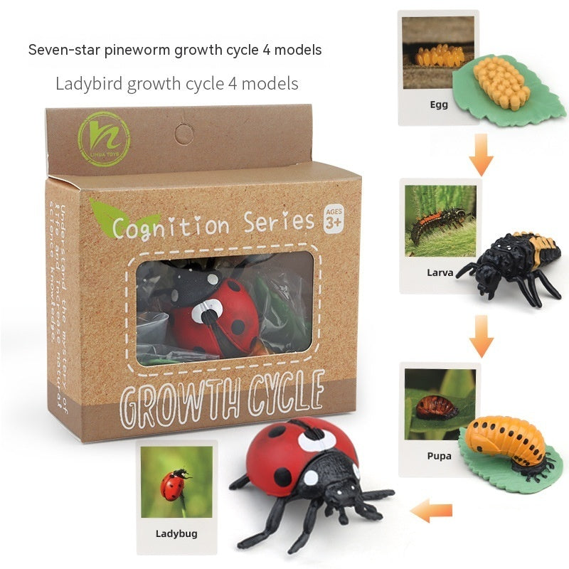 Educational Life Cycle Kits