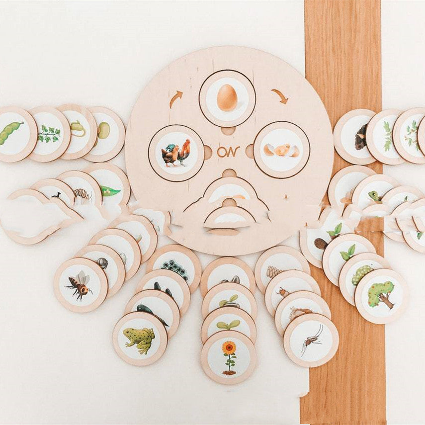 Montessori Life Cycle Tray