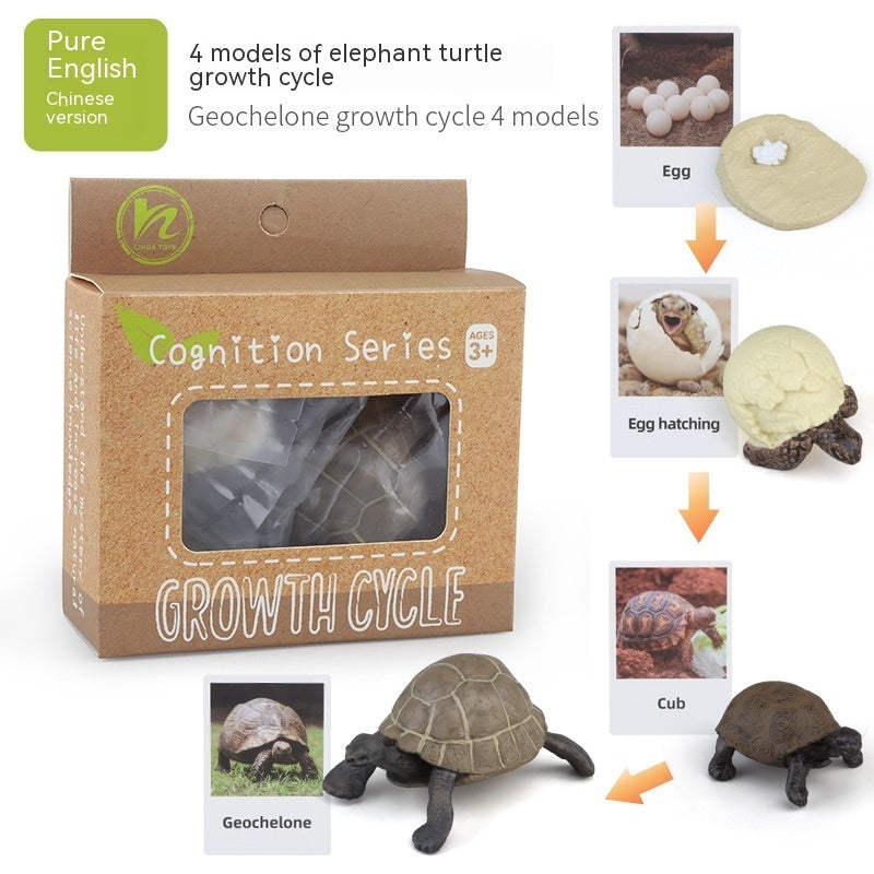 Educational Life Cycle Kits
