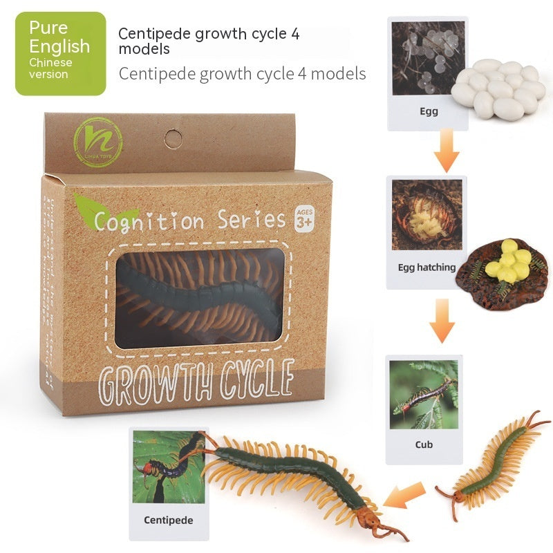 Educational Life Cycle Kits