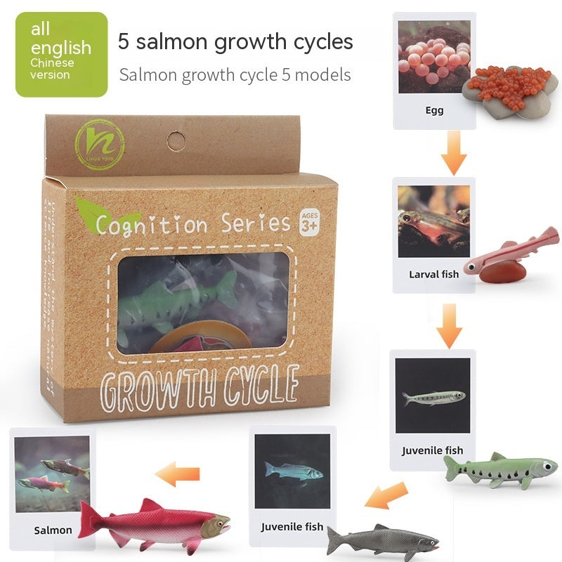 Educational Life Cycle Kits