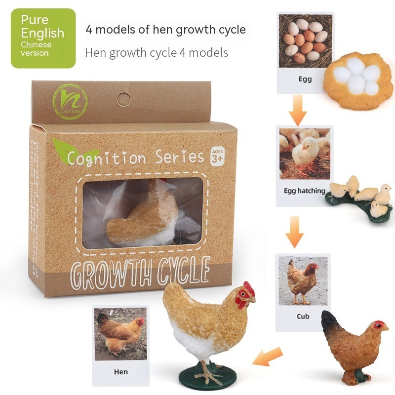 Educational Life Cycle Kits