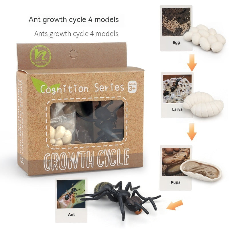Educational Life Cycle Kits