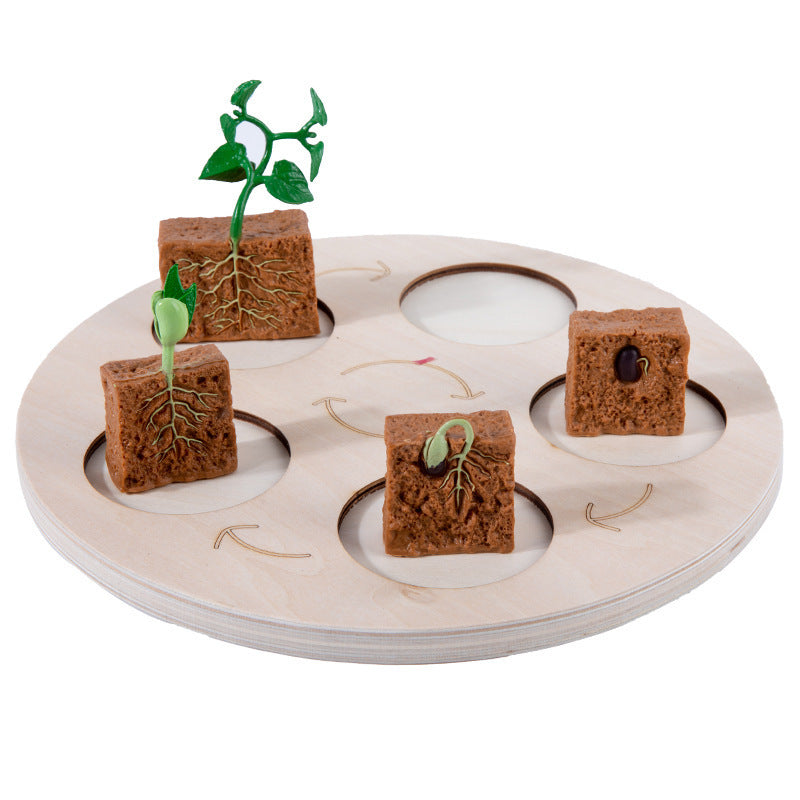 Life Cycle Educational Resource