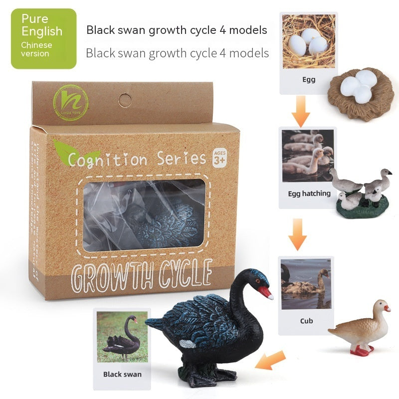 Educational Life Cycle Kits