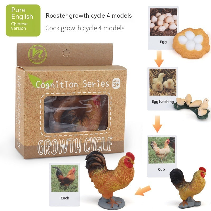 Educational Life Cycle Kits