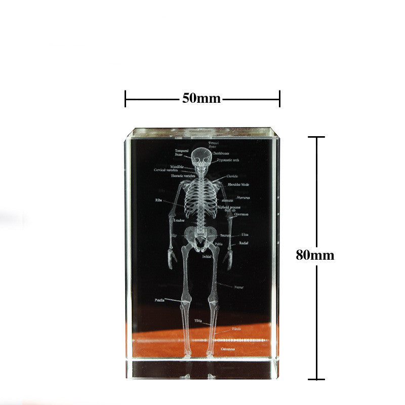 Human Skeleton Anatomy Science