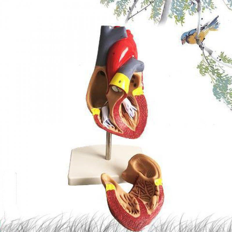 Human Heart Model Anatomical Detachable Science Model
