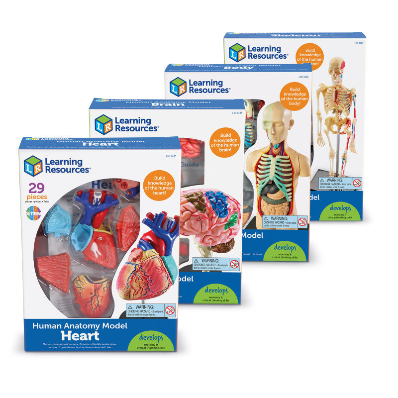 MODEL ANATOMY BUNDLE SCIENCE SET