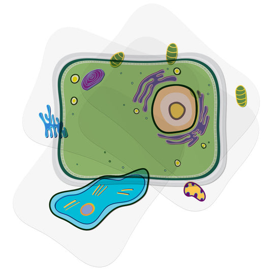 SEE-THROUGH PLANT CELL BUILDER  SCIENCE KIT