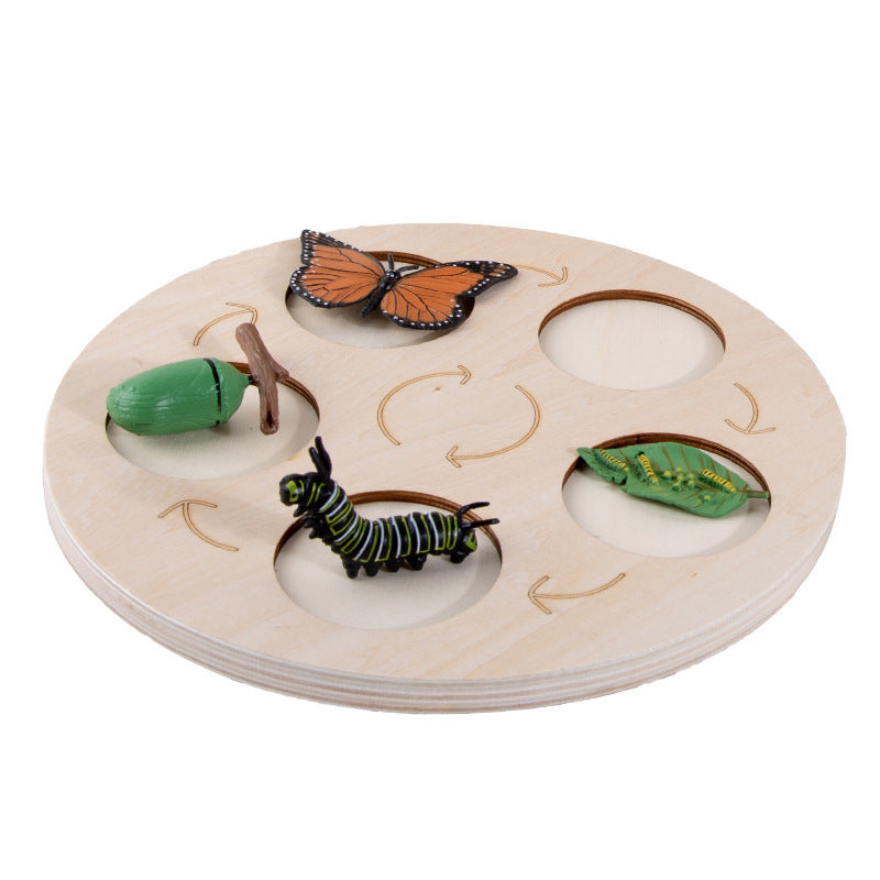 Life Cycle Educational Resource