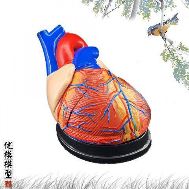 Human Heart Model Anatomical Detachable Science Model