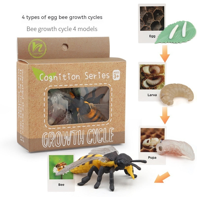 Educational Life Cycle Kits