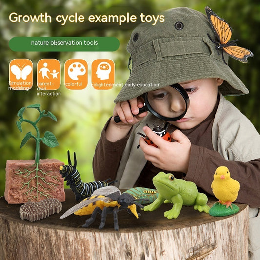 Educational Life Cycle Kits
