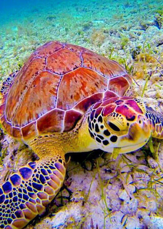 Sea turtle diamond painting