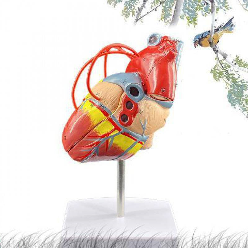 Human Heart Model Anatomical Detachable Science Model
