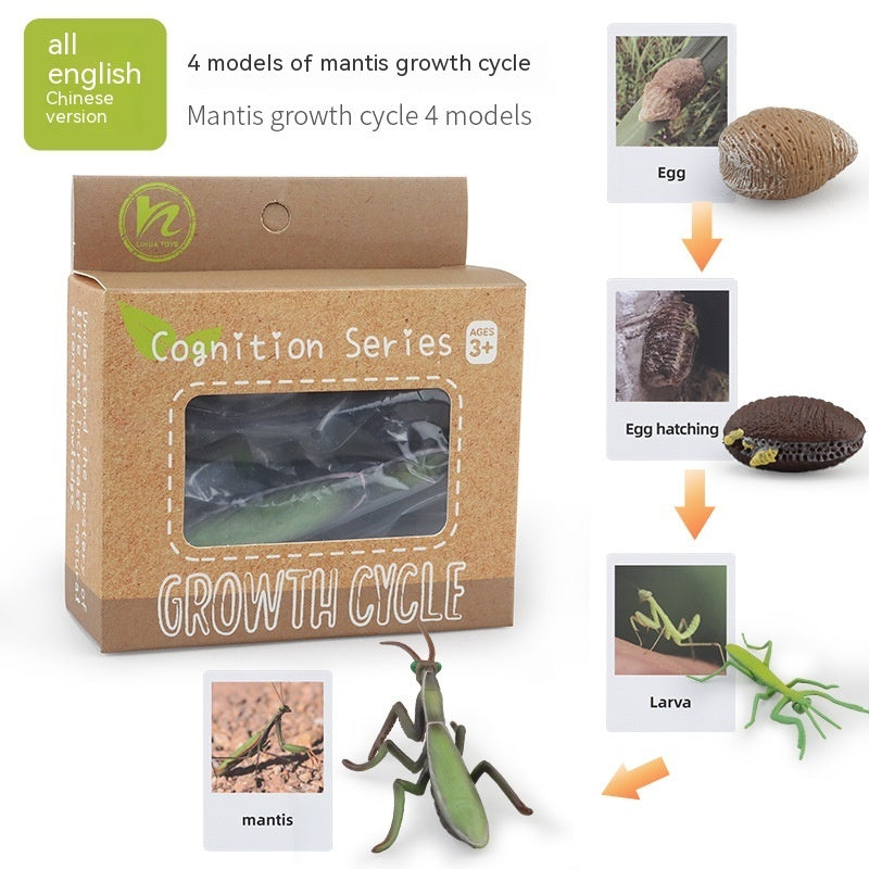 Educational Life Cycle Kits