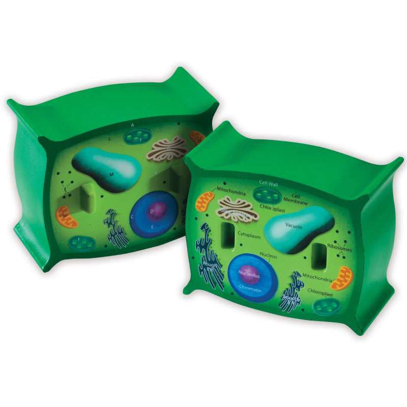 PLANT CELL CROSSSECTION MODEL SCIENCE KIT