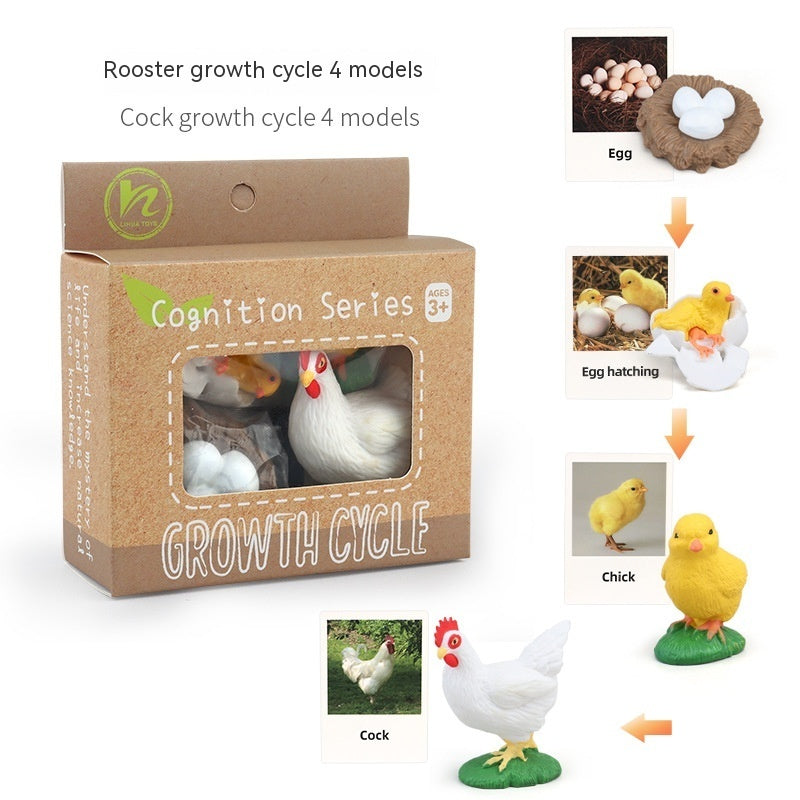 Educational Life Cycle Kits