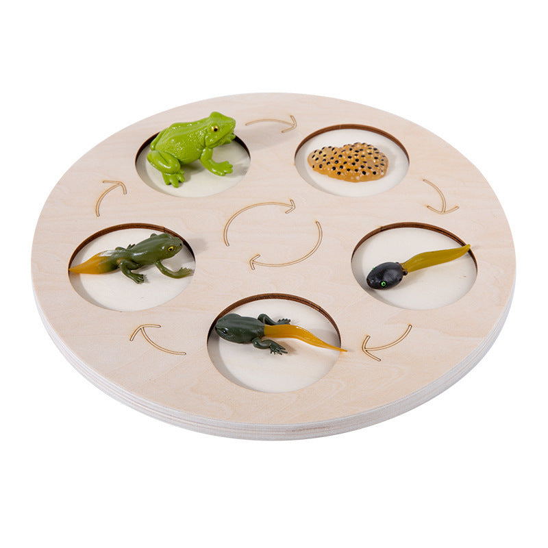 Life Cycle Educational Resource