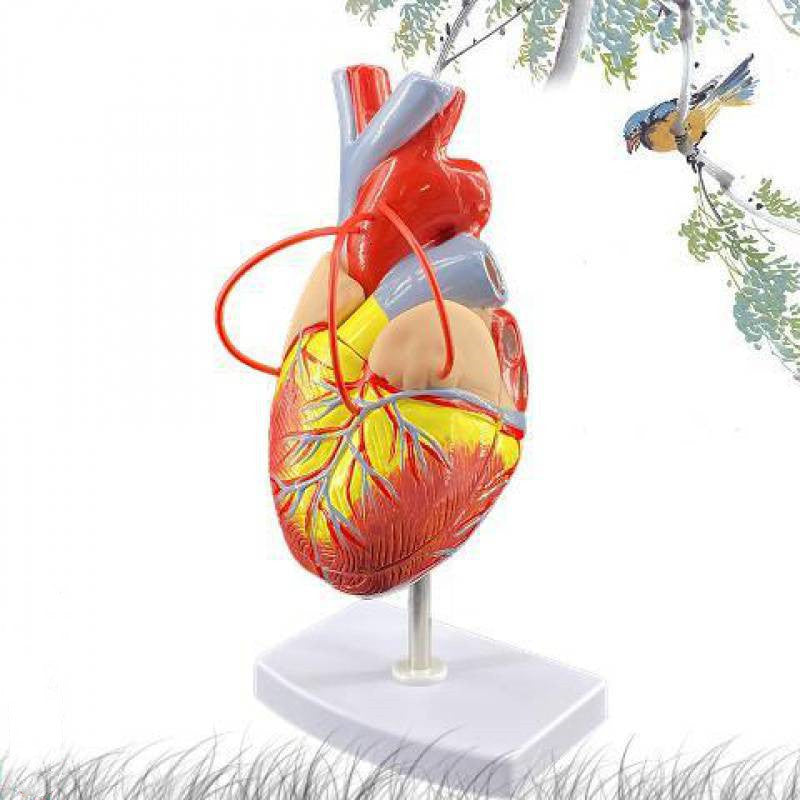 Human Heart Model Anatomical Detachable Science Model