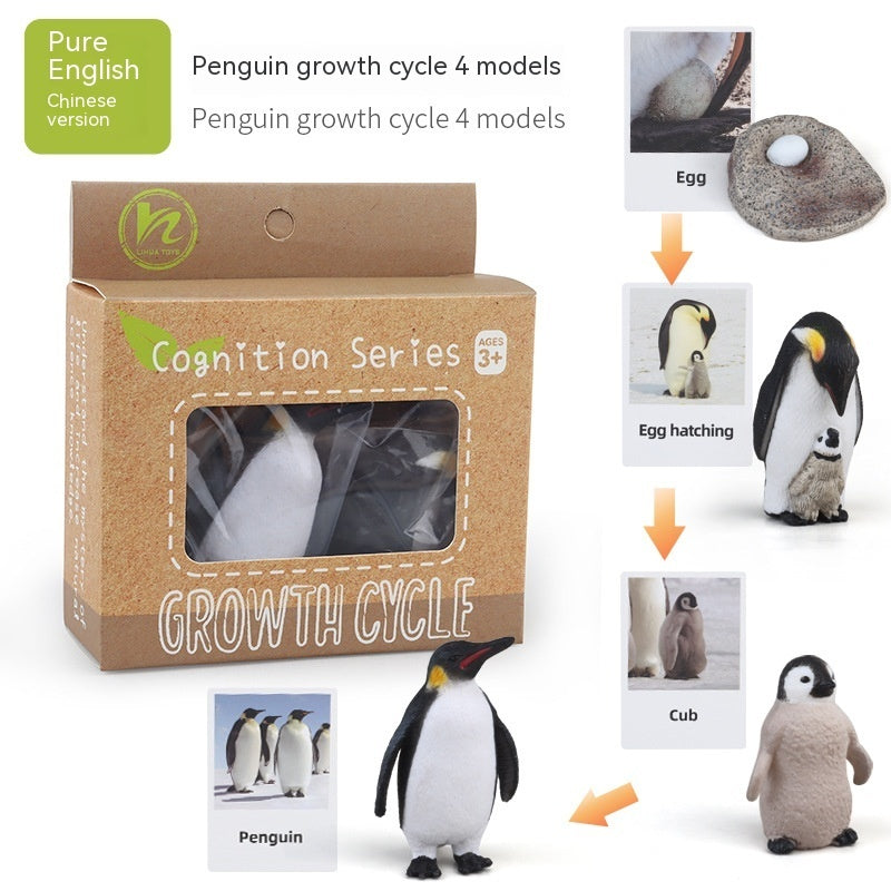Educational Life Cycle Kits