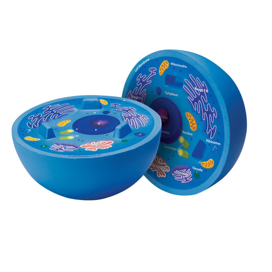 ANIMAL CELL CROSSSECTION MODEL SCIENCE KIT