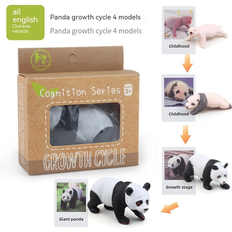 Educational Life Cycle Kits
