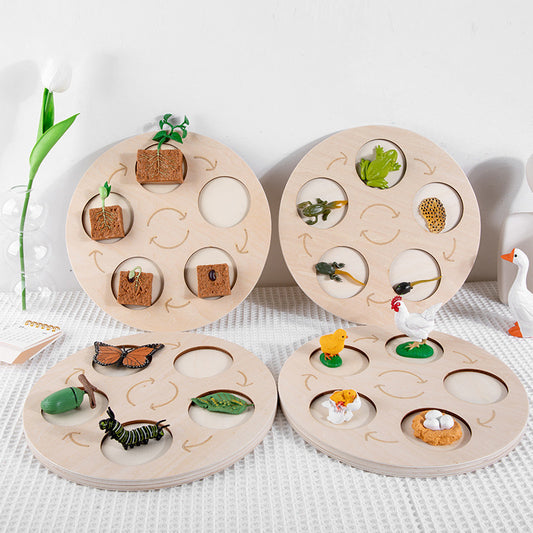 Life Cycle Educational Resource