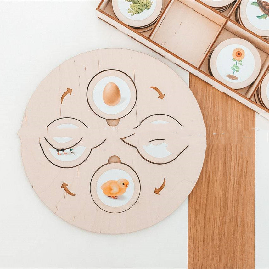 Montessori Life Cycle Tray