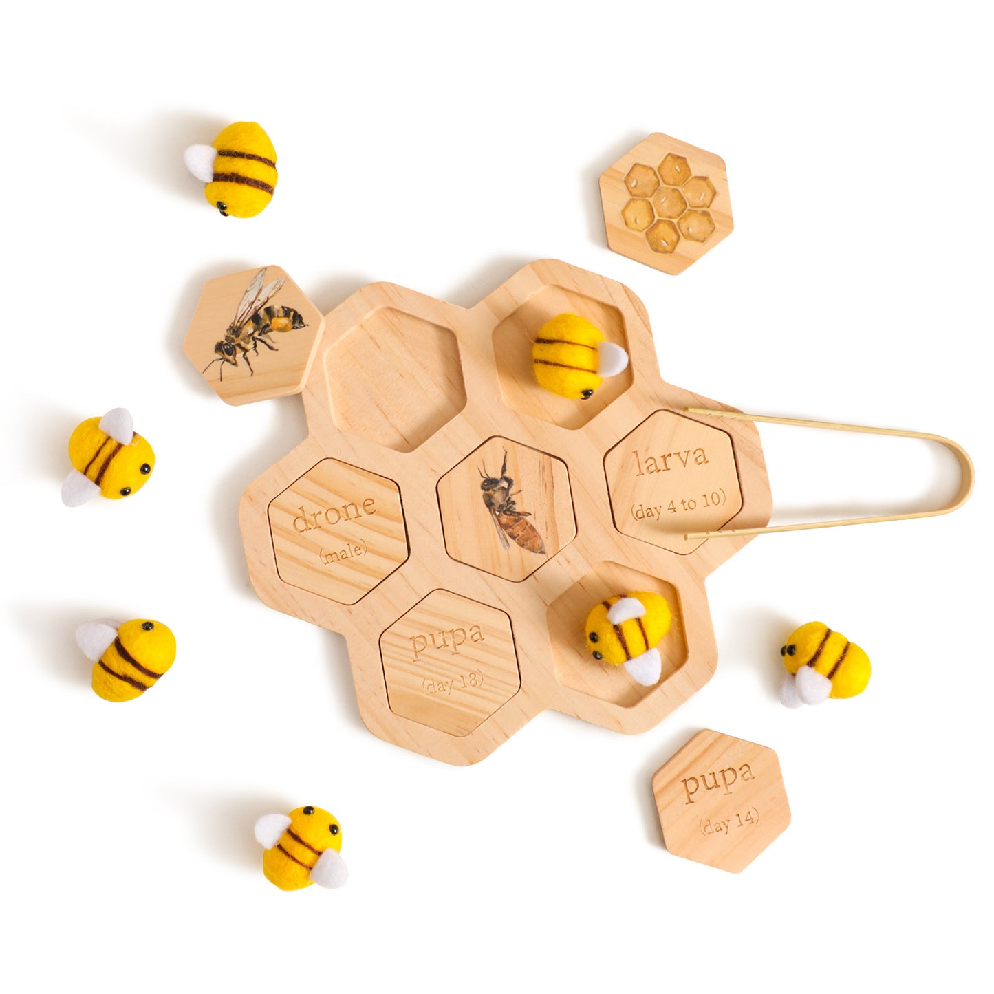 Montessori Bee Life Cycle Puzzle