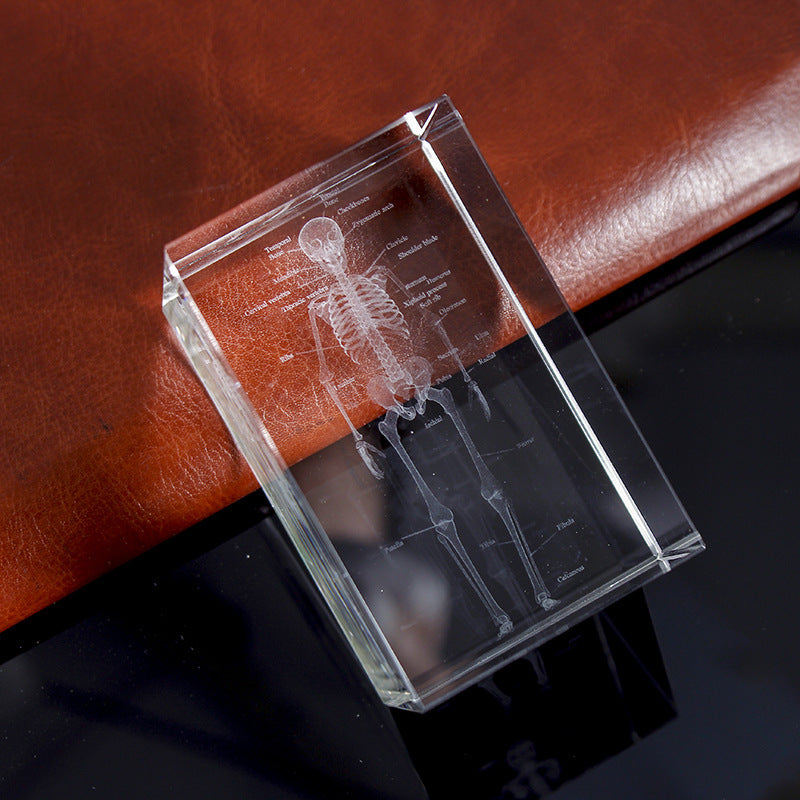 Human Skeleton Anatomy Science